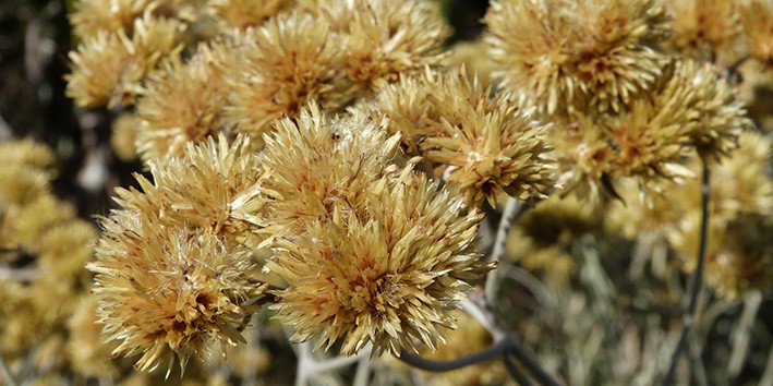 Macela o que e flor origem propriedades indicaçao